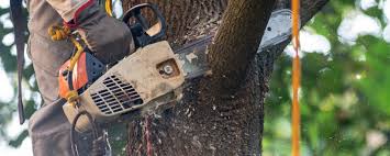Best Soil Testing and Treatment  in Murillo, TX