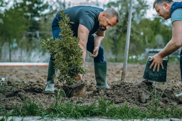 Best Tree Preservation Services  in Murillo, TX