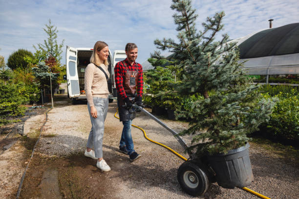 Murillo, TX Tree Services Company