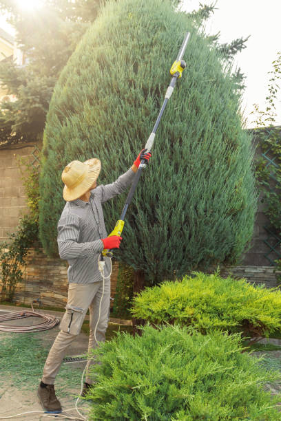 Best Lawn Maintenance Plans  in Murillo, TX